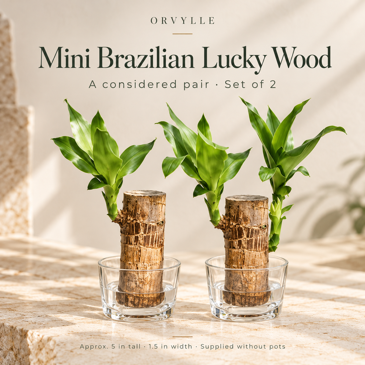 ORVYLLE™ Brazilian Lucky Wood