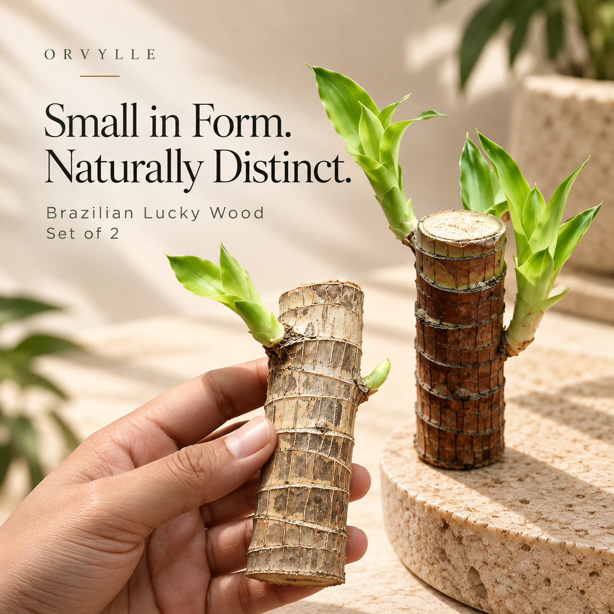 ORVYLLE™ Brazilian Lucky Wood